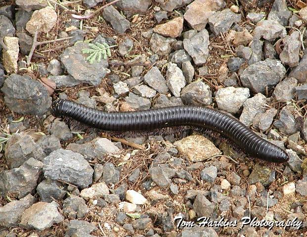 Enormous millipede.jpg